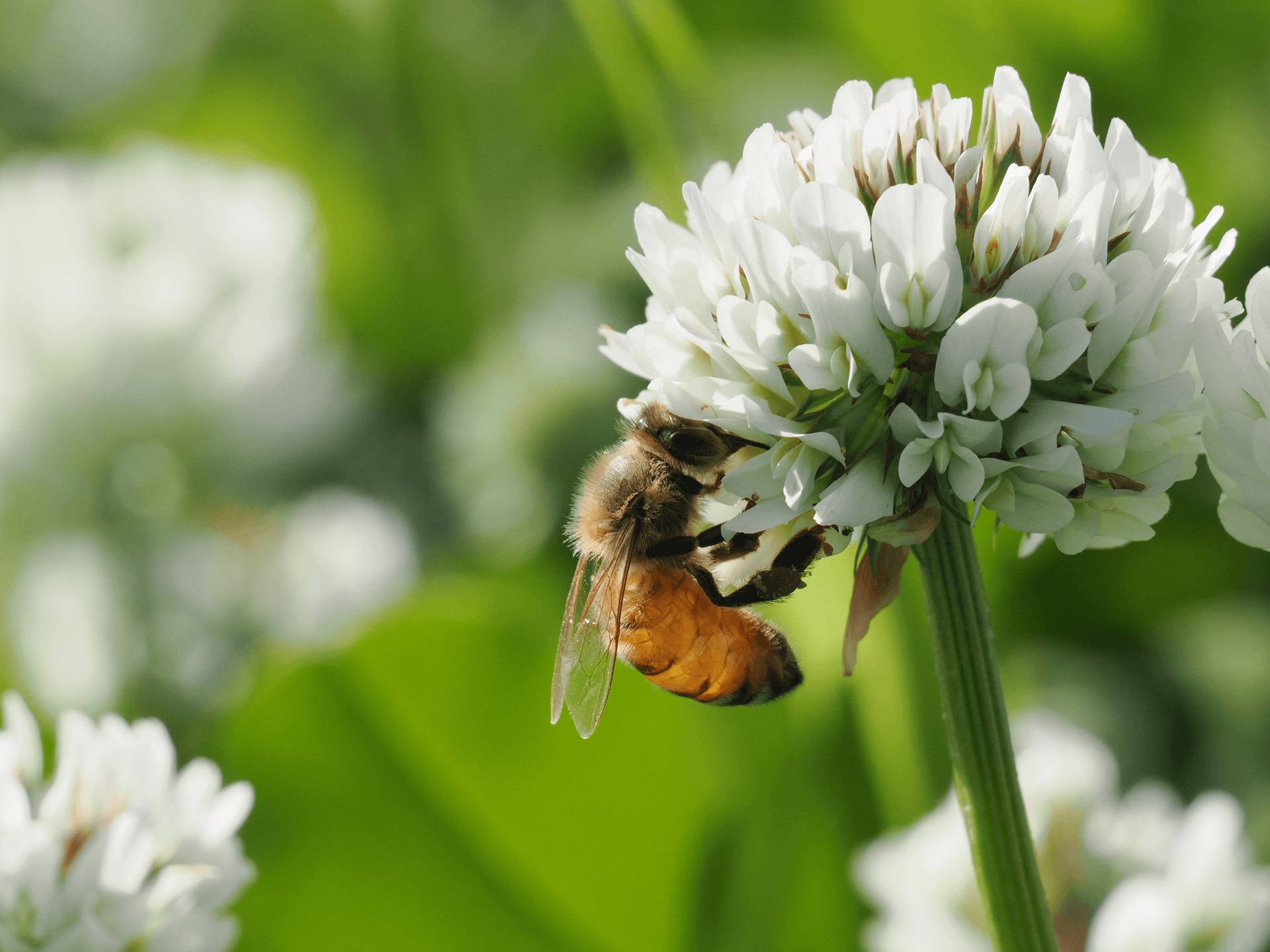 Fliegengitter Fenster