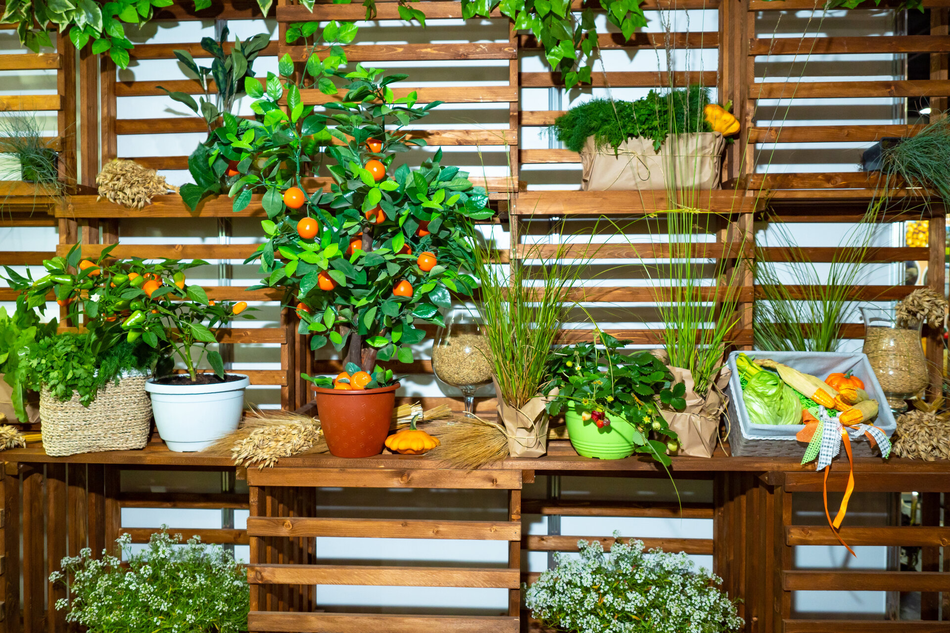 Auf Holzregalen wachsen Gemüse und Kräuter, Gewächshaus zu Hause.